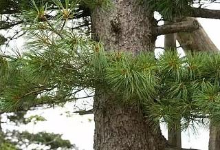鱼鳞松