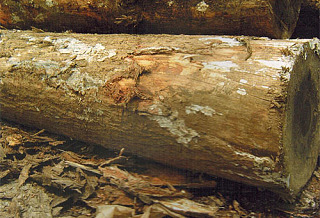 五针松(Pinus sibirica.)
